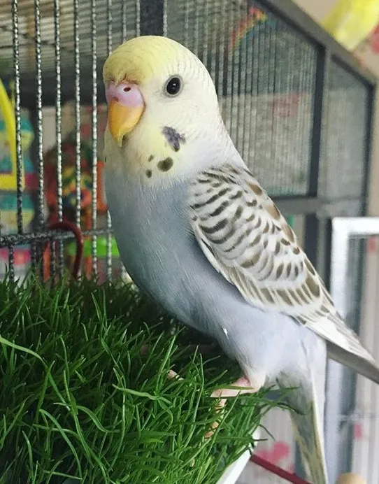 Buster's cere evolution from light pink to purple-blue mix