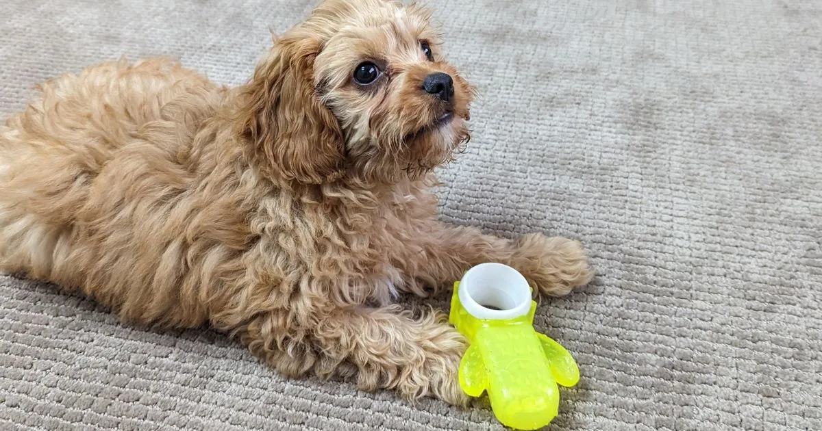 Cactus Chill Teething Toy by All For Paws Pups provides cooling relief for teething puppies