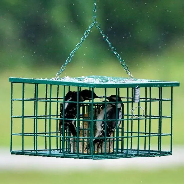 Caged suet feeder designed to exclude starlings and blackbirds while allowing woodpeckers access