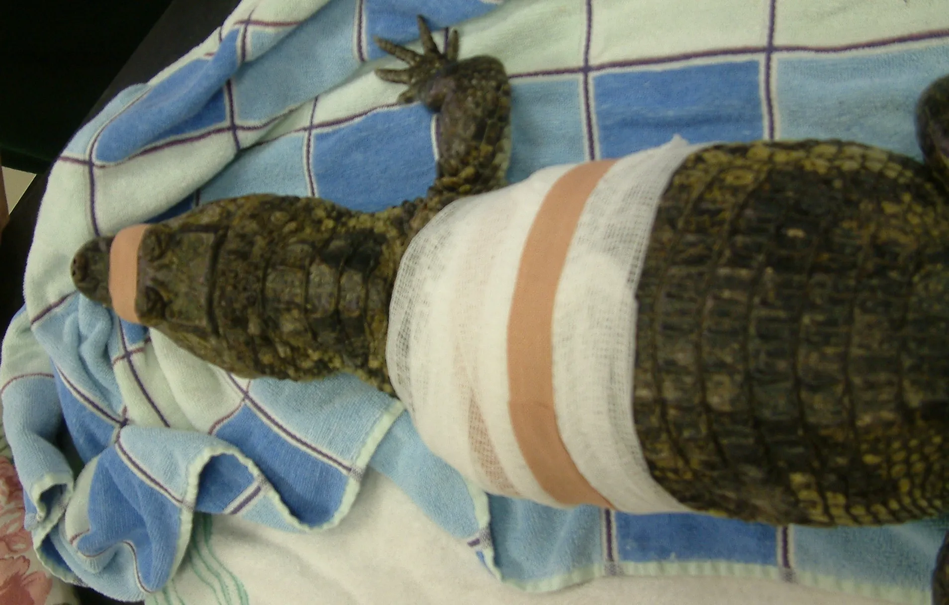 Caiman attacked by cagemate receiving veterinary care