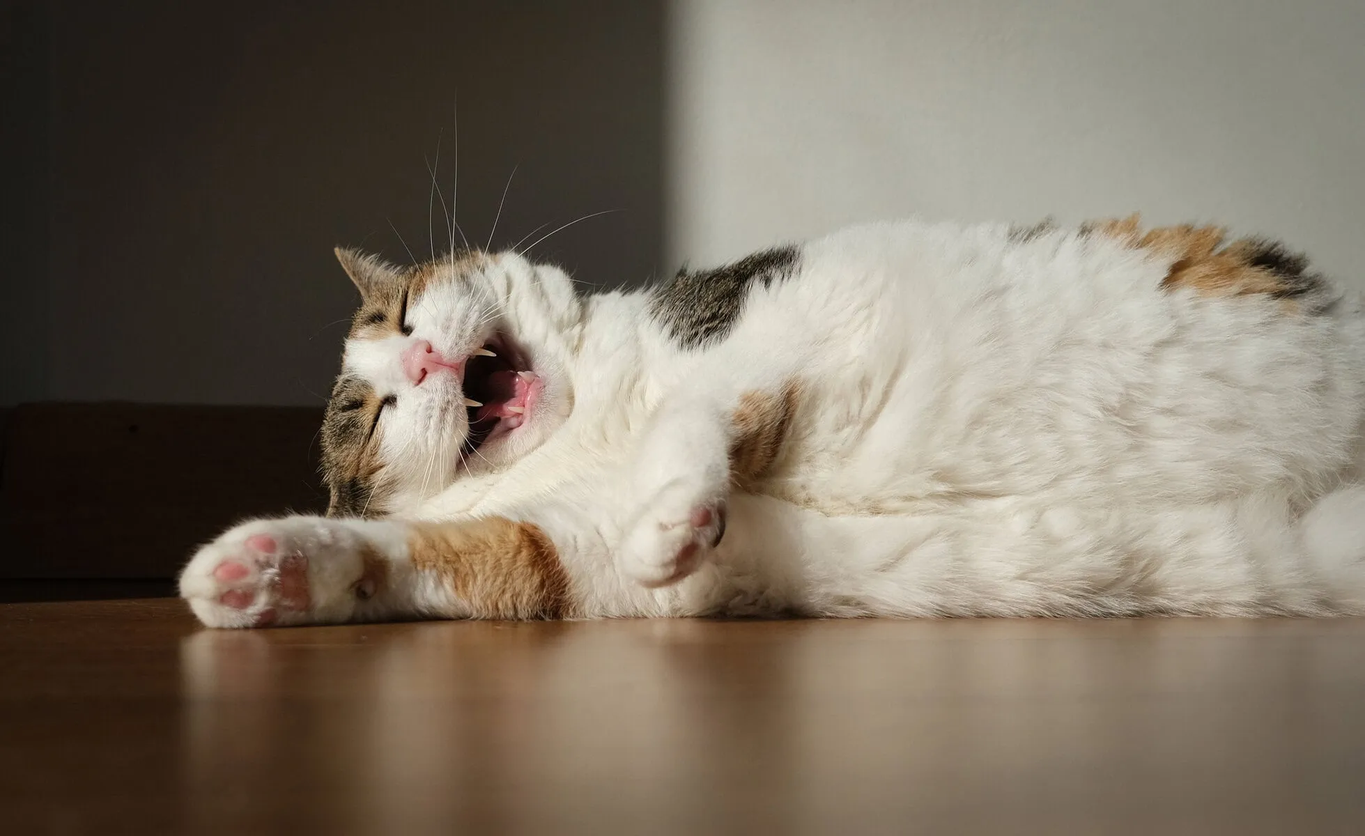 Calico cat displaying confident personality