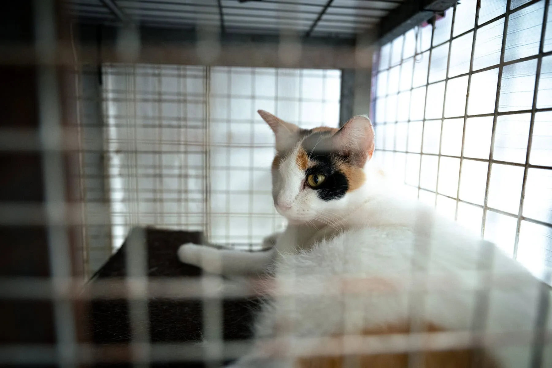 Calico cat in shelter cage awaiting adoption