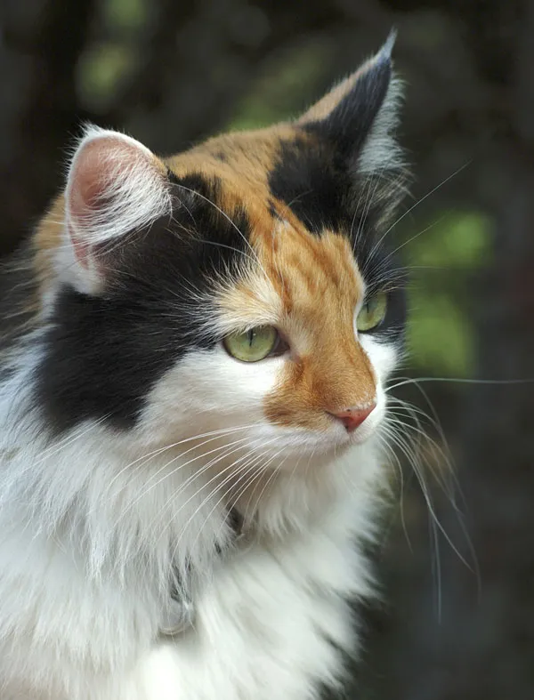 Calico cat showing tabby M marking on forehead