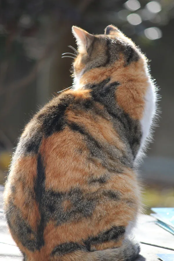 Calico cat with prominent tabby markings