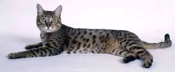 California Spangled Cat in a playful pose, demonstrating its energetic nature