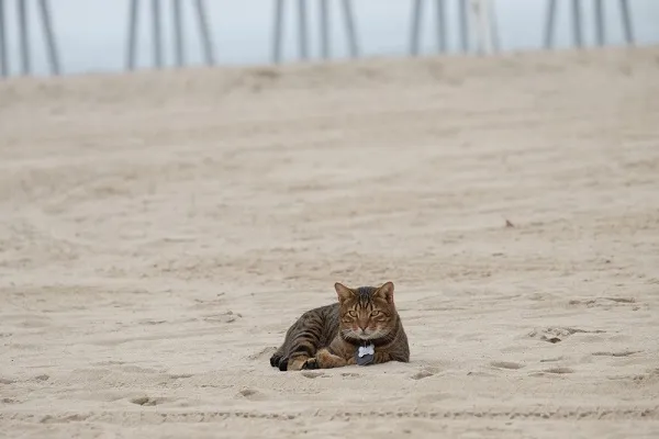 California Spangled Cat perched high, illustrating its climbing prowess