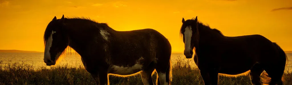 Call-to-action banner encouraging pet owners to book appointments at the clinic