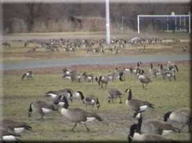 Canada geese grazing on grass