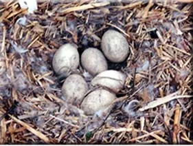 Canada goose eggs in a nest