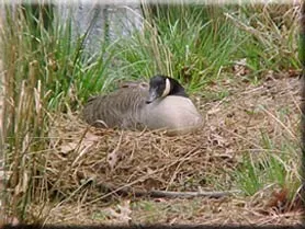 Canada goose nest in natural habitat