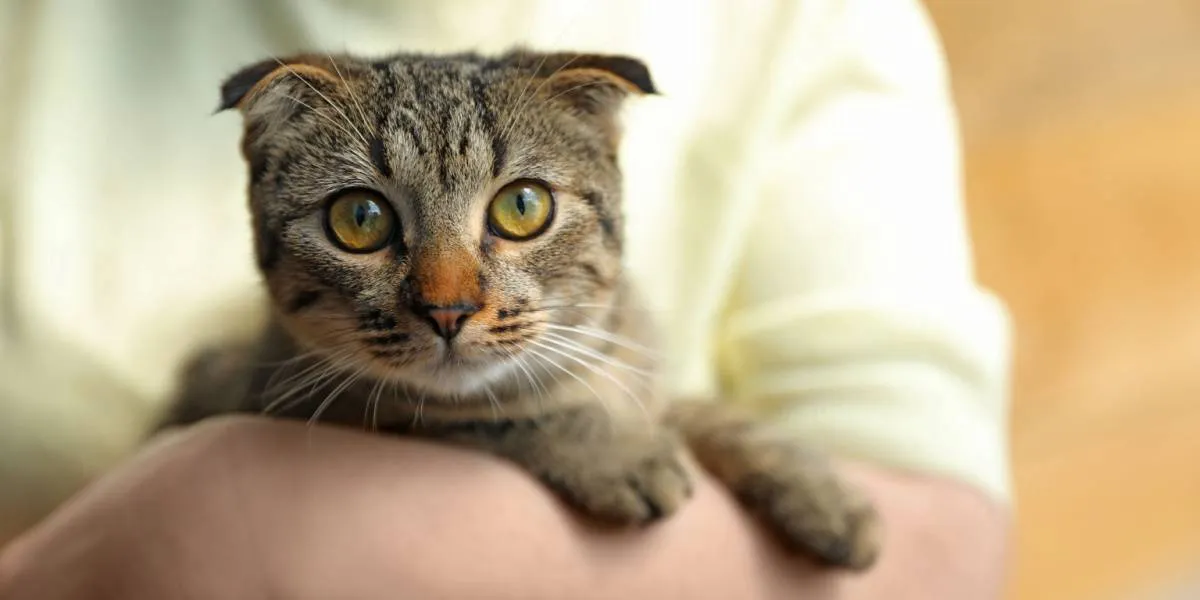 Captivating Scottish Fold cat showcasing its unique folded ears