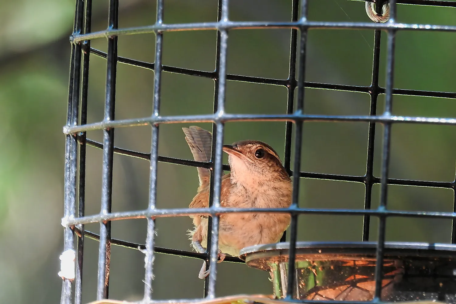 Carolina Wren Eating Dried Mealworms