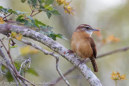 Carolina Wren perched at Circle B Bar Reserve