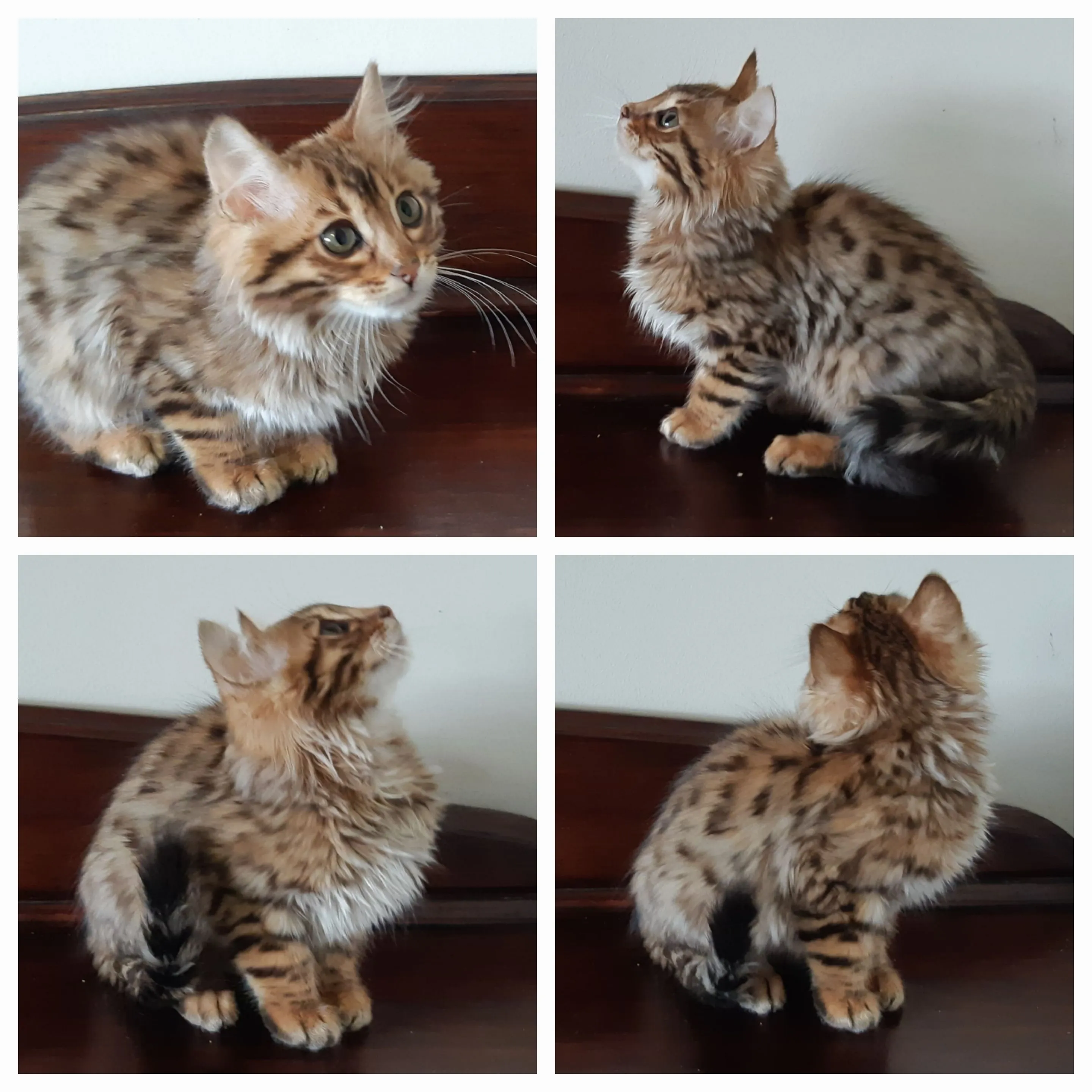 Cashmere Bengal kitten collage showing luxurious longhair coats