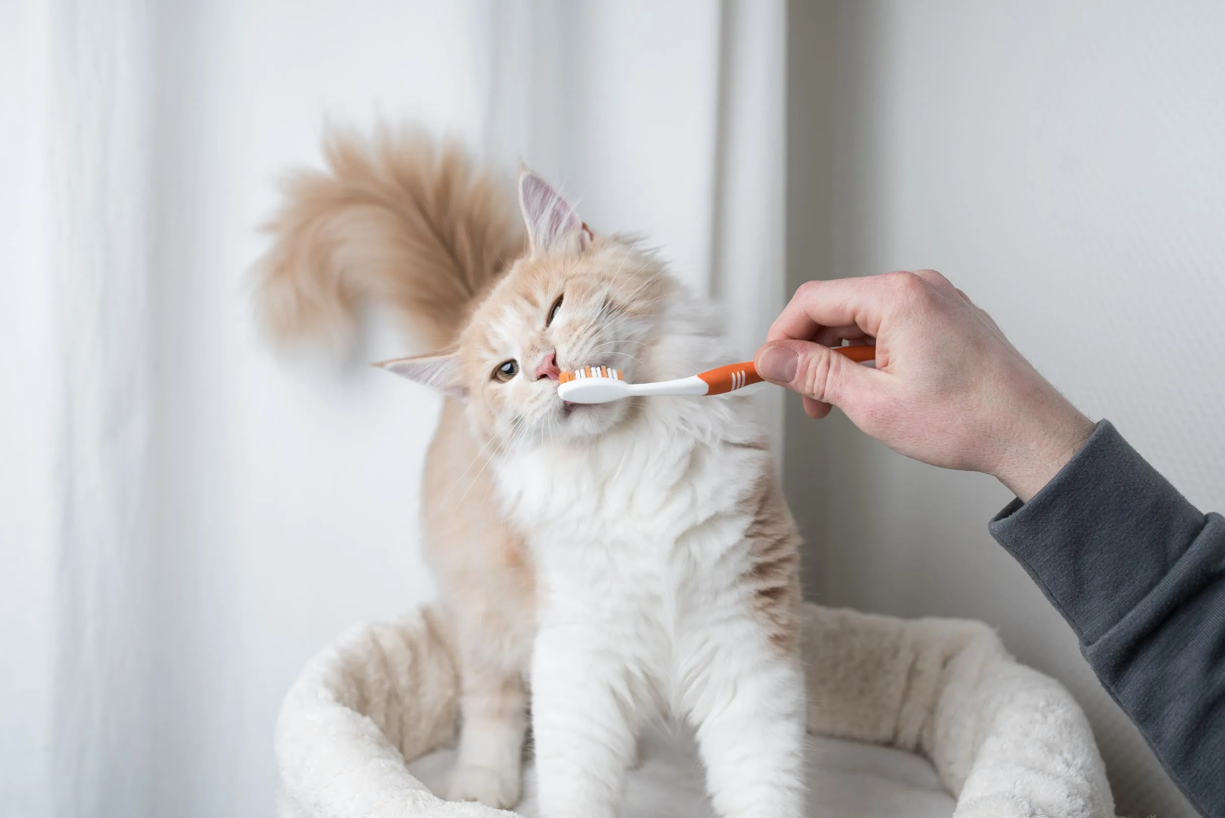 Cat being gently stroked with a toothbrush