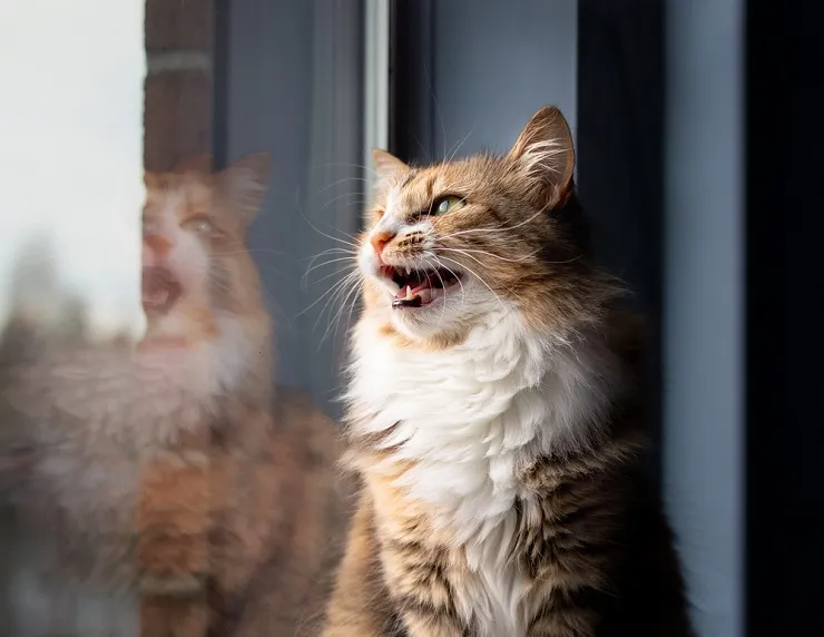 Cat chirping at birds from a window indoors