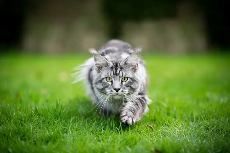 Cat displaying hunting instincts with potential risks
