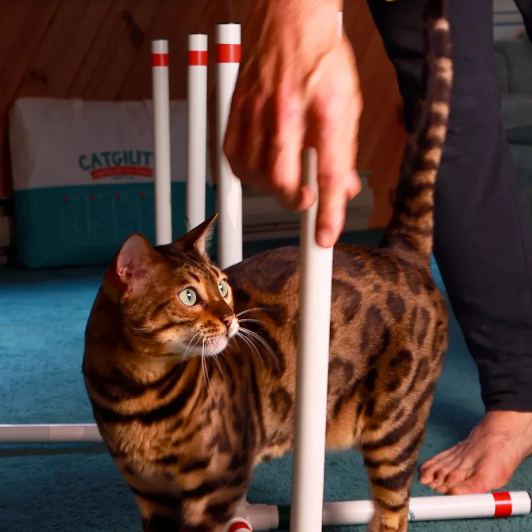 Cat doing slalom