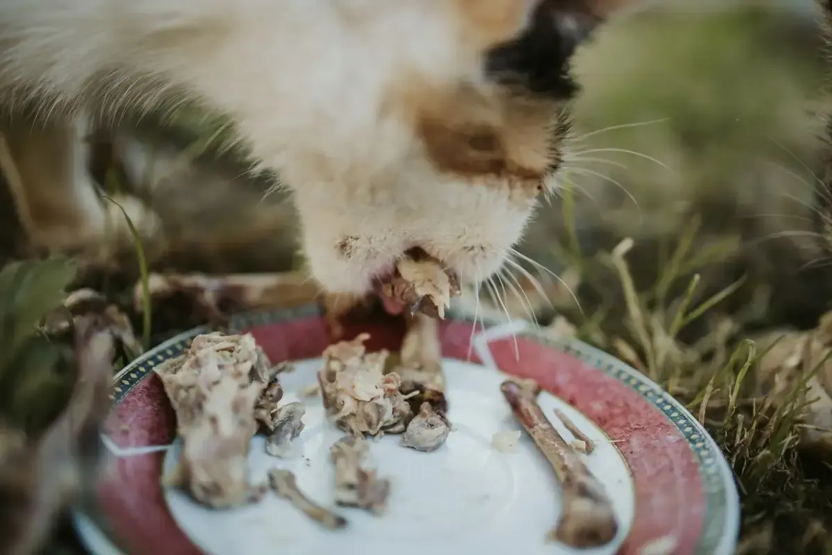 Cat eating raw bones safely