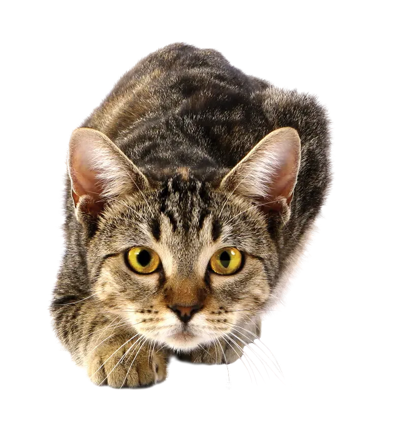 Cat enjoying Oven-Baked Tradition premium food