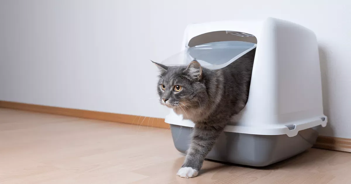 Cat exiting the litter tray, showing post-use behavior