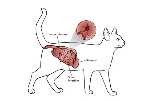 Cat experiencing digestive discomfort with IBD symptoms
