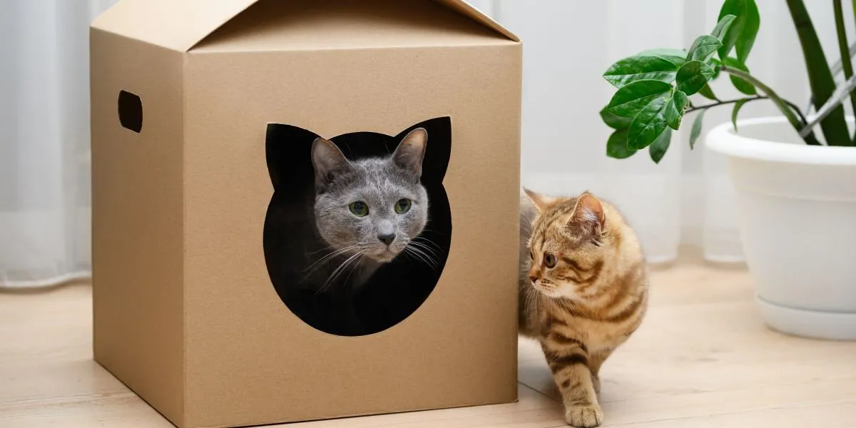 Cat exploring toys and structures indoors