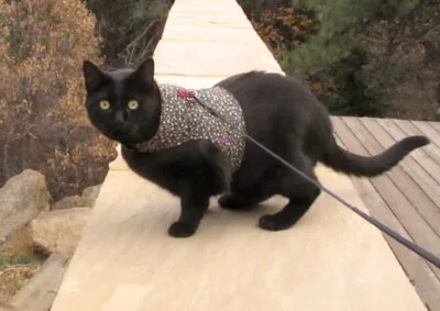 Cat in harness during a training walk, looking curious