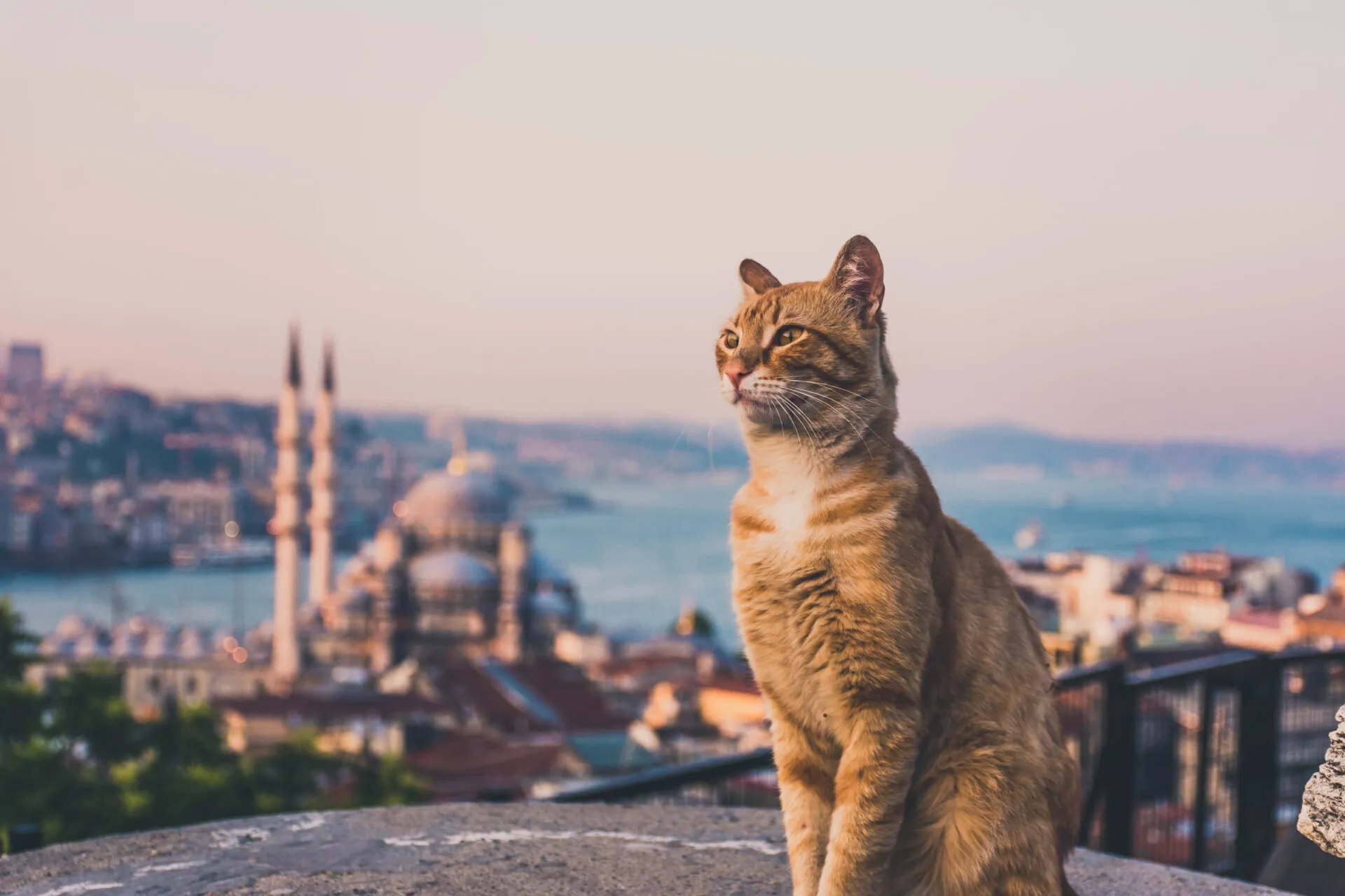 Cat in Istanbul