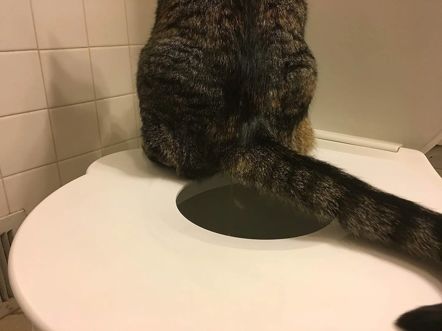 Cat is using Kitty’s Loo Seat for toilet training.