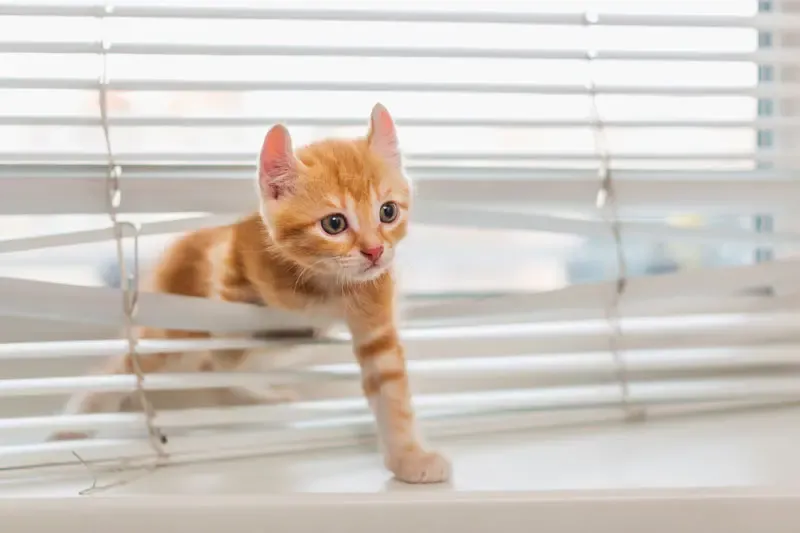 Cat jumping on kitchen counter