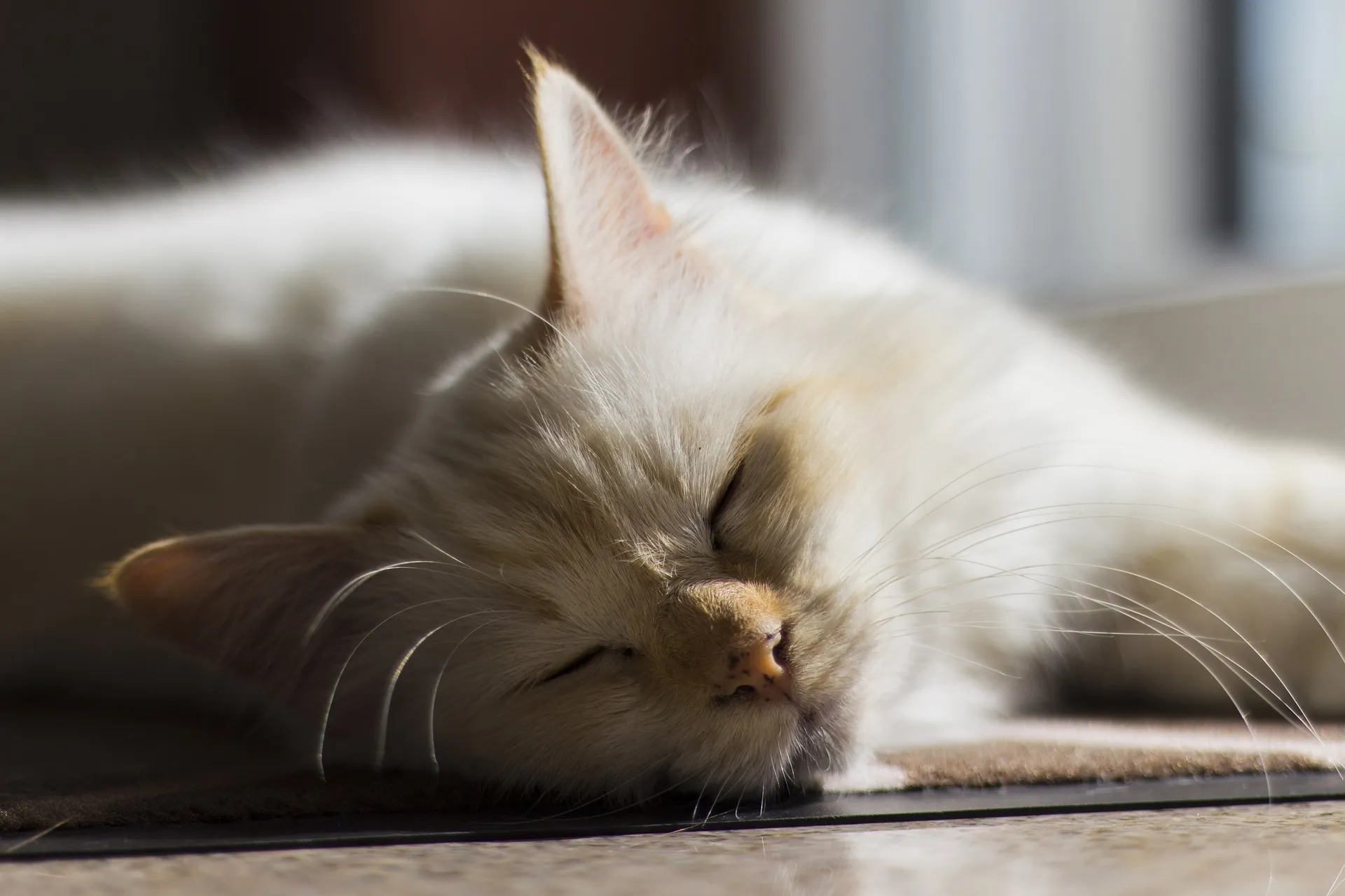 Cat lying on a door mat in the sun, enjoying a peaceful nap