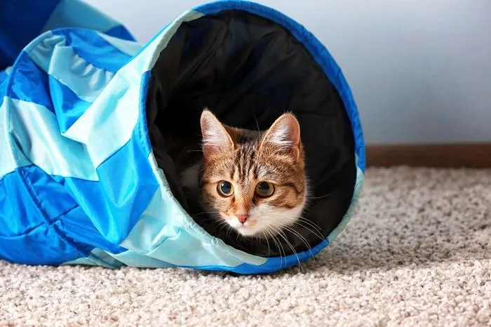 Cat playing happily in an indoor tunnel toy