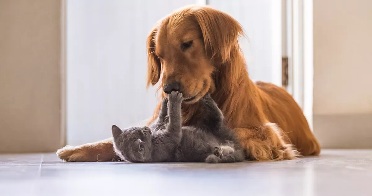 Cat playing with dog.