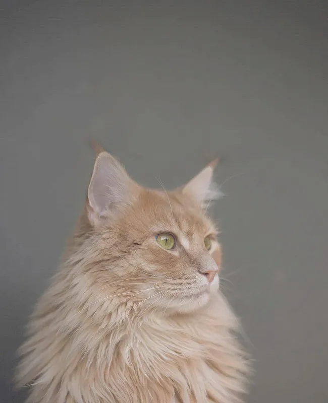 Cat receiving a gentle check-up from a compassionate veterinarian