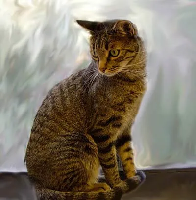 Cat Robbie perched by window, illustrating natural carnivorous design not suited for grains