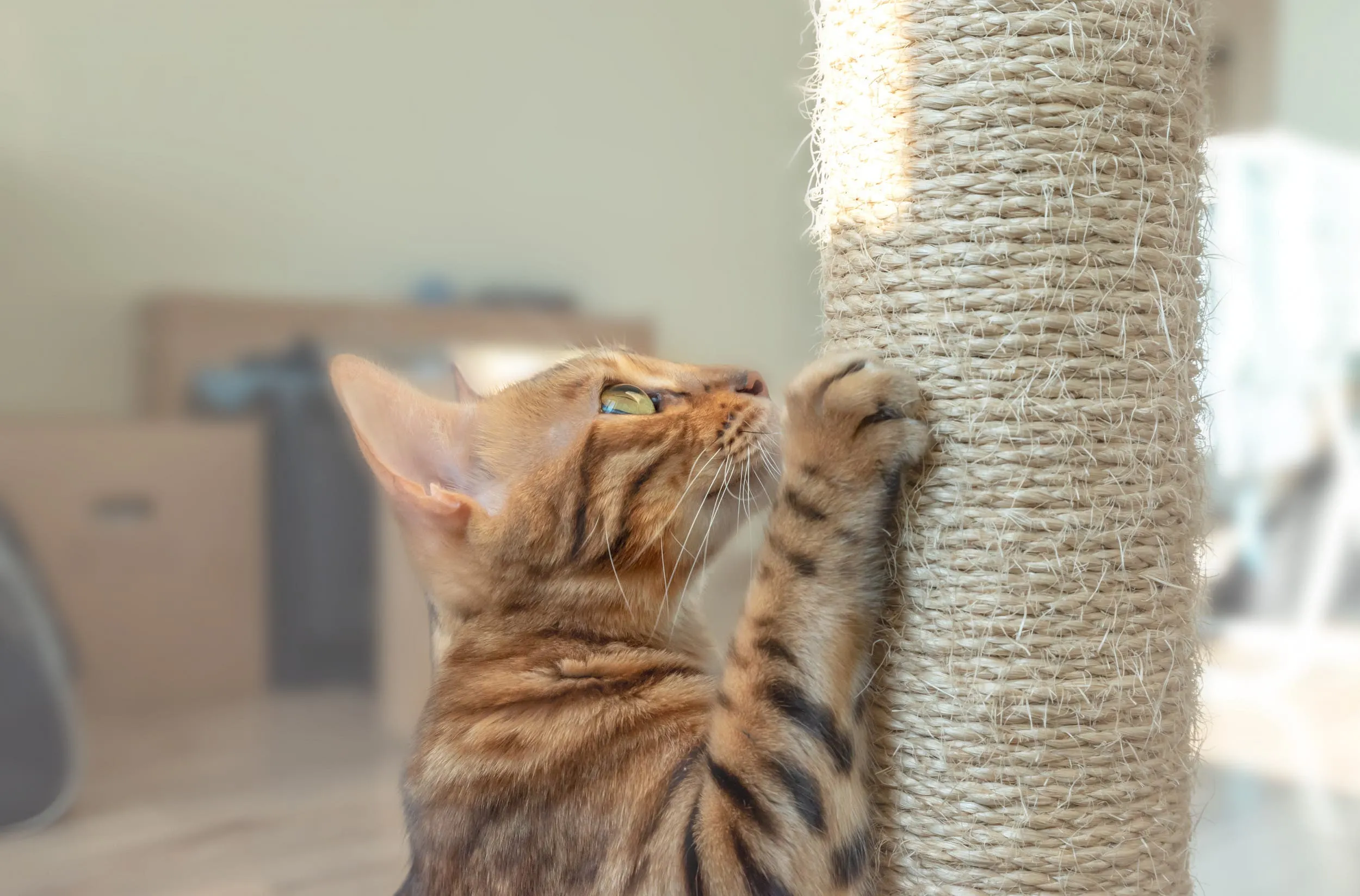 Cat scratching a post