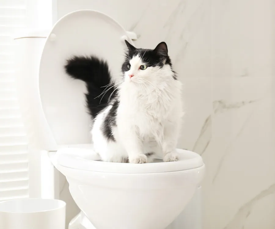 Cat sitting confidently on toilet during training process