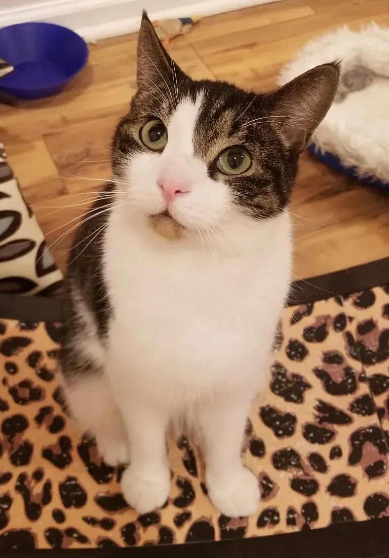 Cat sitting on cat wheel