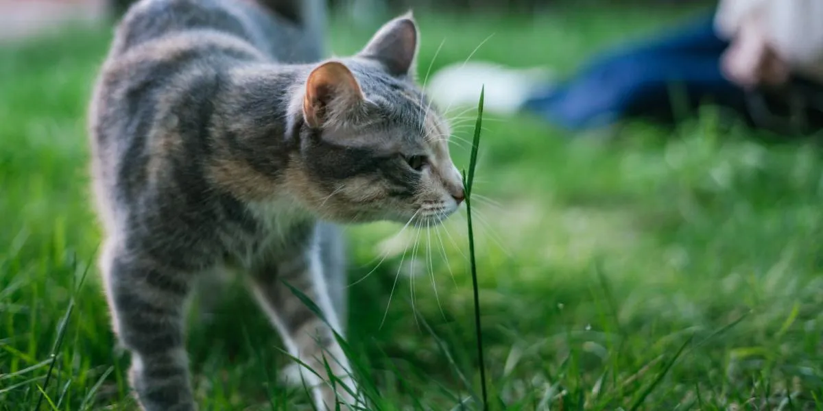Cat sniffing a blade of grass curiously