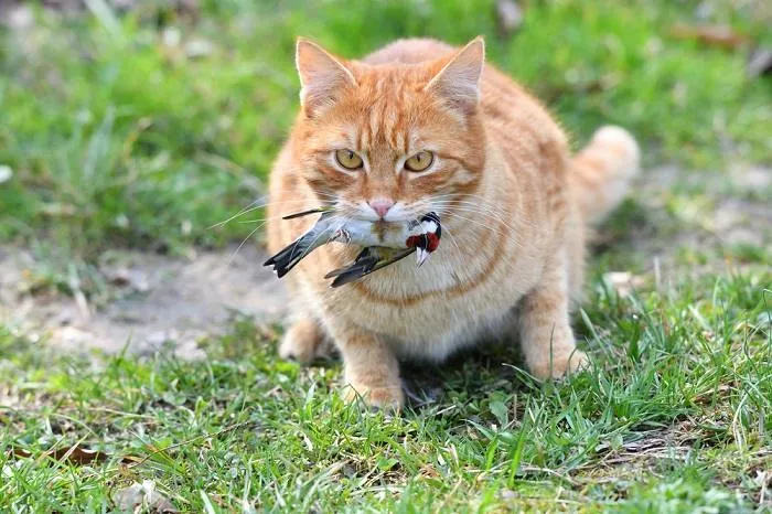 Cat stalking a bird in hunting pose outdoors