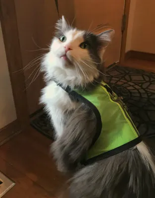 Cat turning in a harness, demonstrating fit and comfort