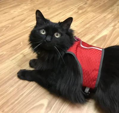 Cat wearing a walking jacket outdoors, exploring safely