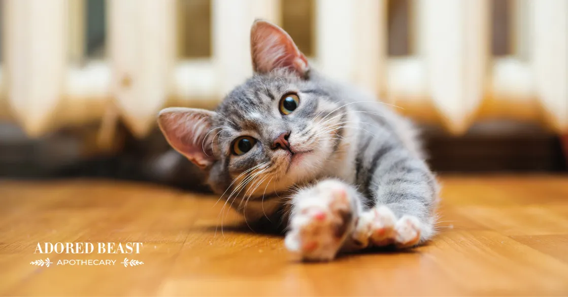 Cat with shiny coat benefiting from skin supplements