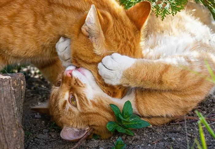 Cats playfully biting each other's necks during a play session