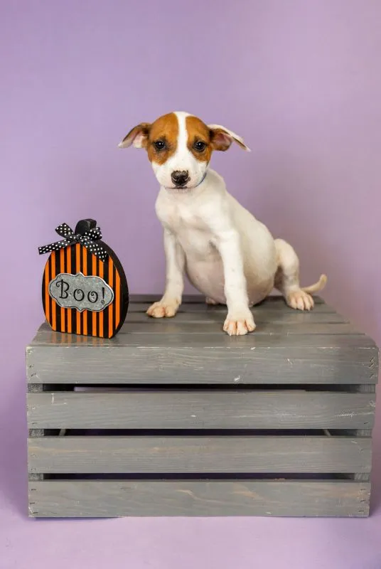 Cattle Dog/Terrier Mix (#899-25), male puppy 15 weeks neutered