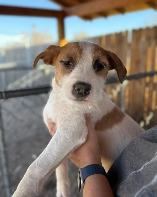 Cattle Dog/Terrier Mix (#901-25-1), female puppy 15 weeks spayed