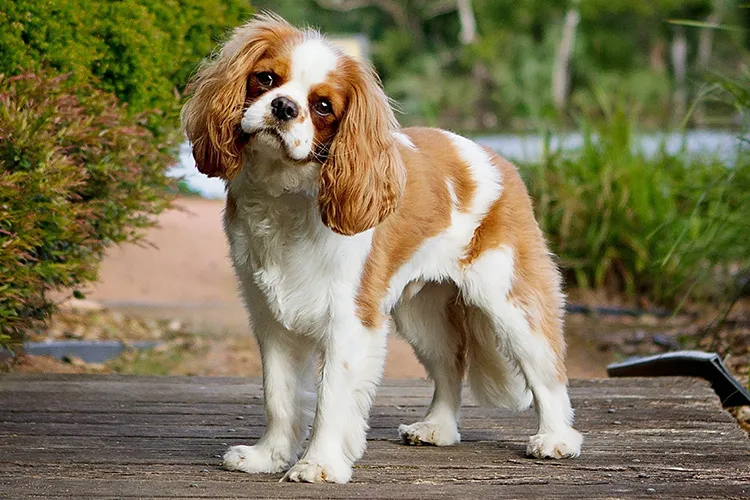 Cavalier King Charles Spaniel displaying calm and loyal posture for service