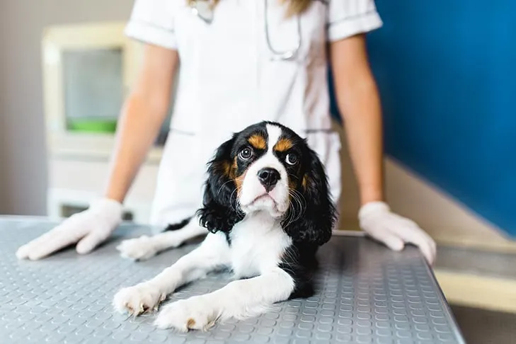 Cavalier King Charles Spaniel lying on an exam table at the vet