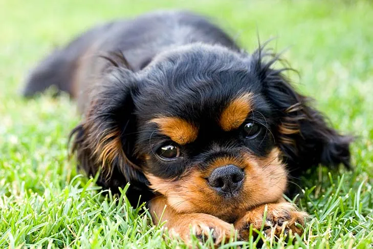 Cavalier King Charles Spaniel puppy laying down in the grass
